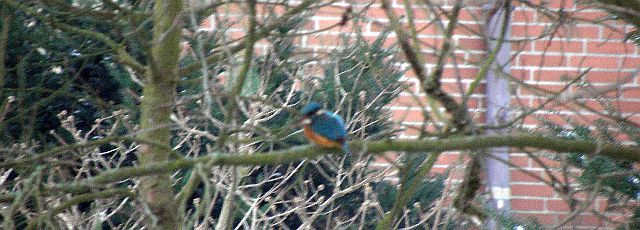 Eisvogel an der Wandse