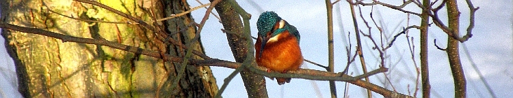 Eisvogel in der Mittagssonne an der Wandse