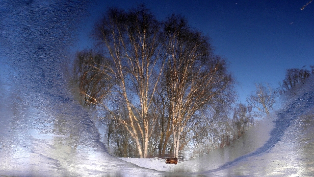Spiegelung der Birken am Sandffang in der letzten eisfreien Stelle