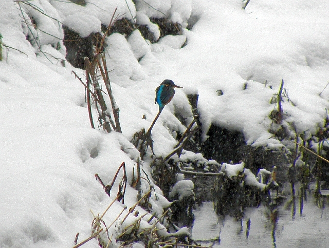 Eisvogel an der Rahlau