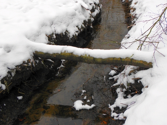 Abdruck des Eisvogels im Schnee auf umgekippter Birke