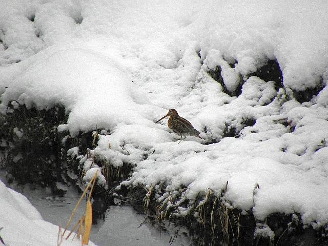 Bekasine im Schnee an der Rahlau