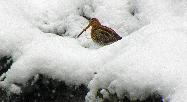 Bekasine im Schnee an der Rahlau