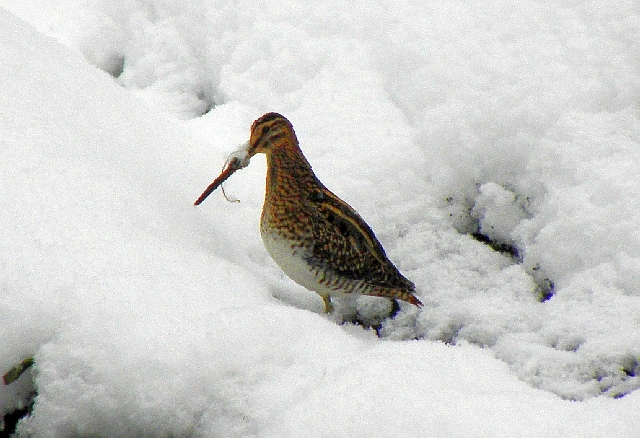 Bekasine im Schnee an der Rahlau