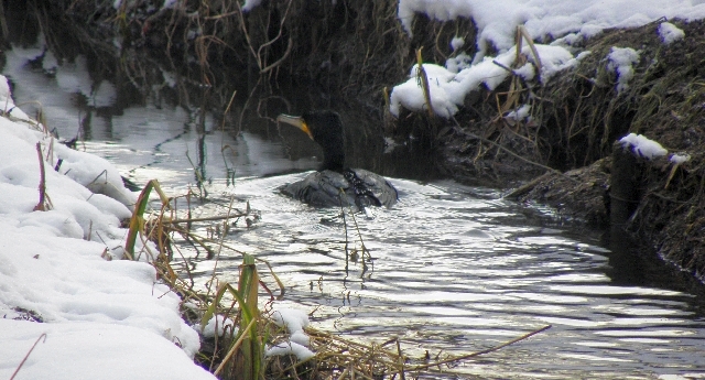 Kormoran taucht in der Rahlau