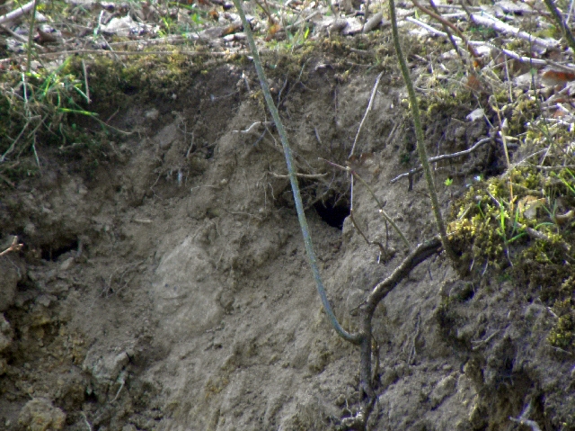 Abbruchkante im Teich auf dem Ohlsdorfer Friedhof in Hamburg