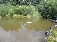 Eisvogelrevier Hohenhorster Teich in Hamburg