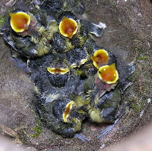 Kohlmeisenküken im alten Starenkasten