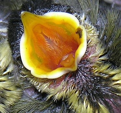 Flugbild einerf Kohlmeise am Starkasten