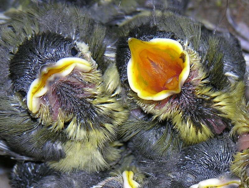 ohlmeisenküken im Nest mit aufgerissenem Schnabel