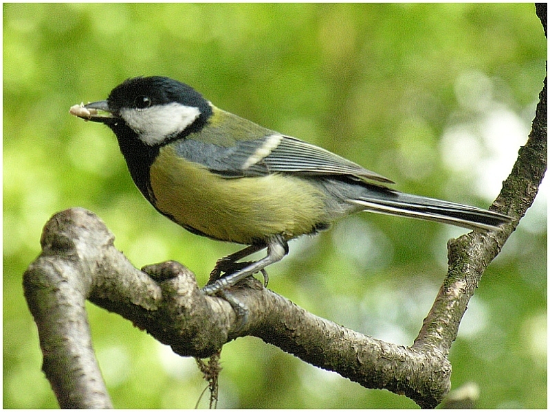 Altvogel Kohlmeise mit Futter im Schnabel vor dem Nistkasten