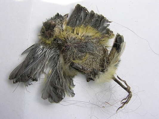 Verendete Kohlmeise im Nest