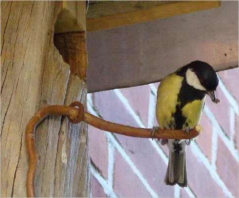 Traurige Kohlmeise am Nistkasten, der specht hatte die Küken gerade gekidnappt