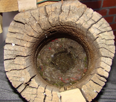 Vom Buntspecht geräubertes Kohlmeisennest