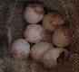 Kohlmeisen Eier im Nest