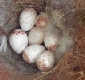 Kohlmeisen Eier im Nest