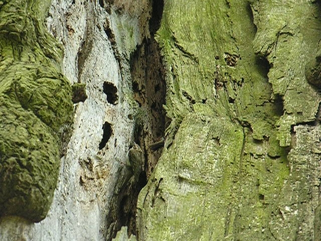 Betonnistkasten f&uuml;r Bauml&auml;ufer