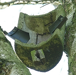 abgest&uuml;rzter Nistkasten f&uuml;r Bauml&auml;ufer in einer Birke