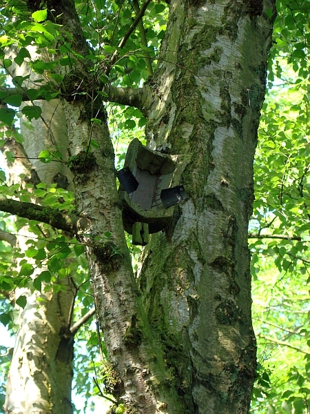 abgest&uuml;rzter Nistkasten f&uuml;r Bauml&auml;ufer in einer Birke