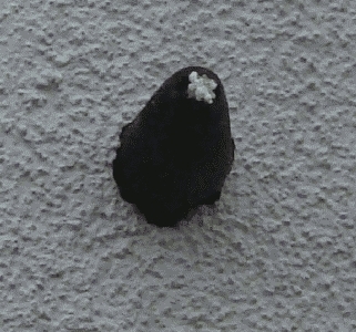 Stare bauen eine vom Specht in der w&auml;rmeged&auml;mmten Hausfassade angelegte &Ouml;ffnung aus