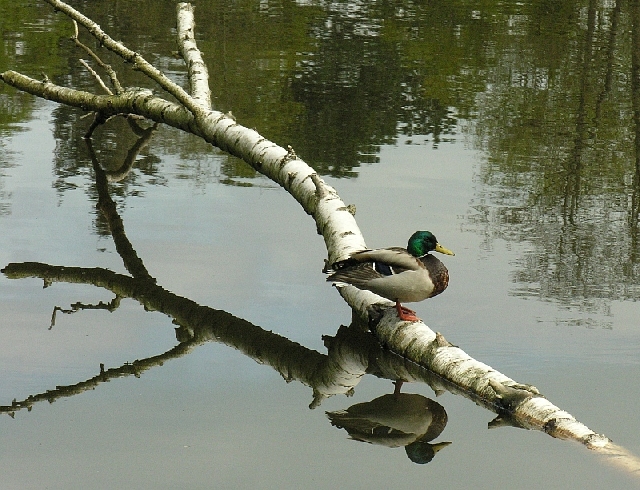 Stockente